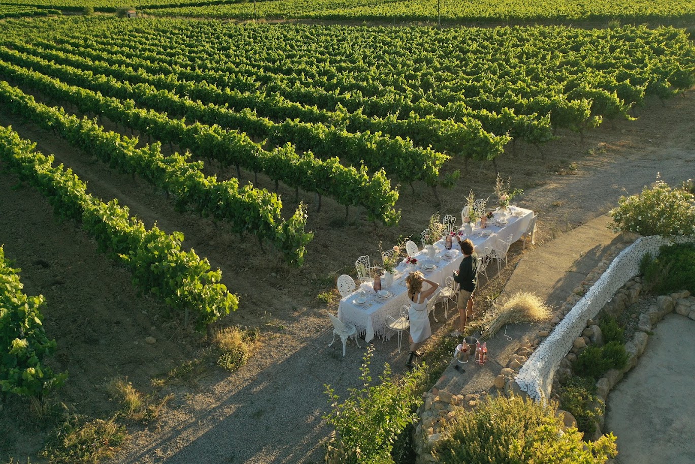 Meditaste – 5 Wines + Roman Vineyard Visit
